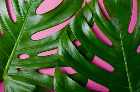 Big real monstera leaves on a pink background. Tropical theme background in a trendy minimalist style.の写真素材