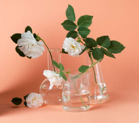 White rose in laboratory flask on a pink background. Hipster style pictureの写真素材