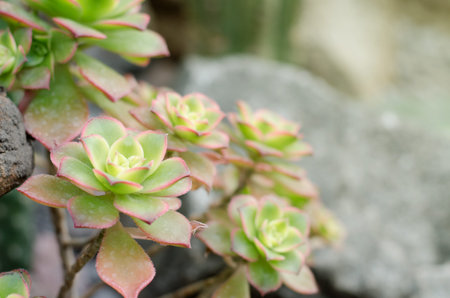 Succulent cactus against grey stoneの写真素材