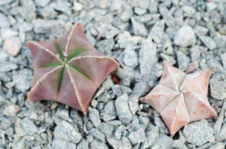 Succulent cactus against grey stoneの写真素材
