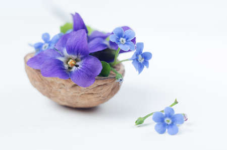 Floristic composition with violets and forget-me-not flowers in a nutshell against beautiful bokeh background.の写真素材