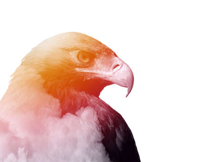 Golden eagle, Aquila chrysaetos, and white clouds on a double exposure photo.の写真素材