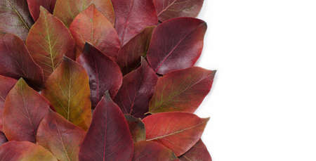 Autumn border. Composition of vibrant red and yellow leaves on a white background. Flat lay Top view trendy background.の写真素材