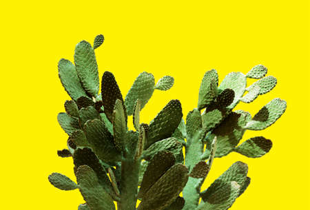 Opuntia cactus. Creative layout. Minimal style still life.の写真素材