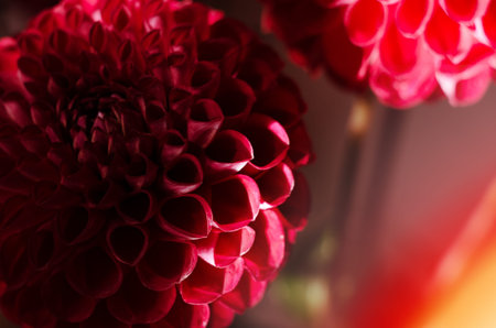 Purple dahlias flower over black background. Bright autumn flower backdrop