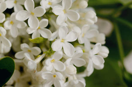 Lilac flowers. White spring flowers on a floral background.の写真素材