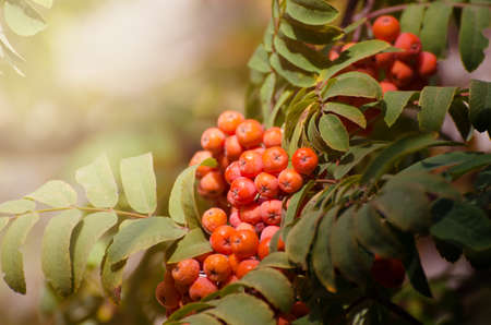 Red Rowan berries on a branch. Ripe mountain ash in autumnal tree. Fall seasonal background.の写真素材