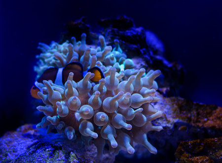 Sea anemone in a dark blue water of aquarium. Tropical marine life background.