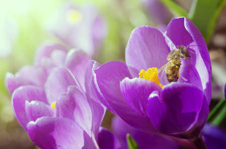 Honey bee on a Beautiful first spring flowers crocuses bloom under bright sunlight.の写真素材