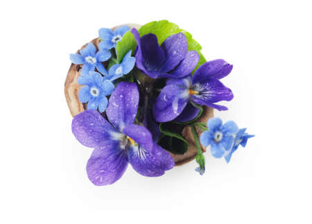 Floristic composition with violets and forget-me-not flowers in a nutshell against beautiful bokeh background.の写真素材