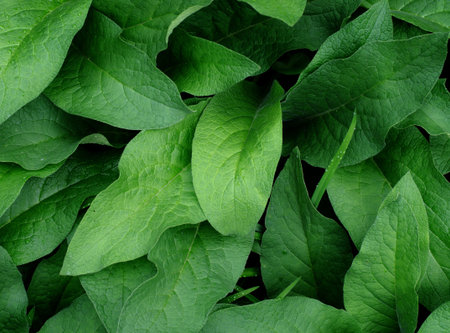 Fresh Green leaves background, Abstract summer natural backgroundの写真素材