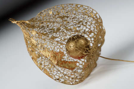 Macro photo of physalis skeleton painted in gold.の写真素材
