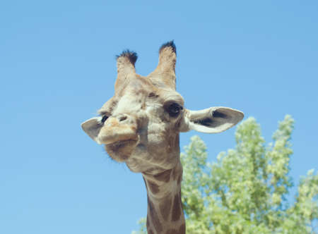 Portrait of a giraffe against blues skyの写真素材