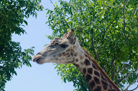 Portrait of a giraffe against blues skyの写真素材