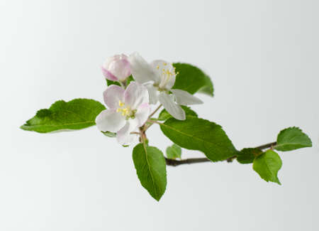 One Apple tree blossoms branch isolated on a white background.の写真素材