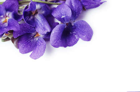 Purple Violet Viola Flower against white background with space for text.の写真素材
