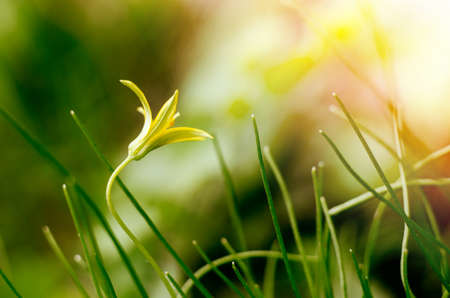 Gagea, small yellow spring flower in a green grass. Soft Focused spring season background.の写真素材