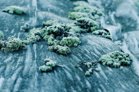 Bright green moss in a frost. Winter seasonal backgroundの写真素材