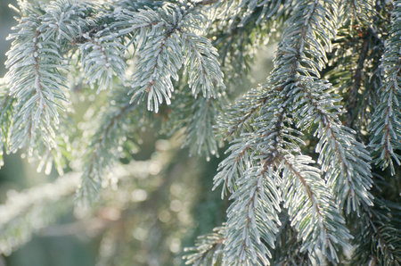 Christmas, Winter Background With Frosty Pine Tree. Seasonal Backdrop for Greeting Card or Poster...