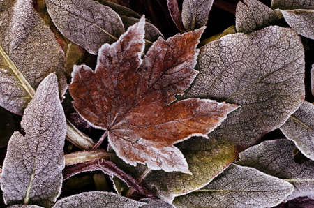 Frosted dry autumn leaves. Winter natural backgroundの写真素材