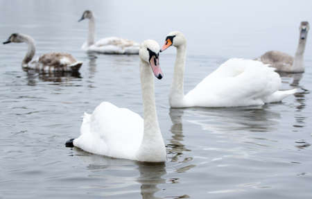 Beautiful white elegant swans bird on a foggy winter river.の写真素材