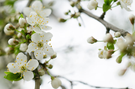 Cherry tree blossoms. White spring flowers close-up. Soft focus spring seasonal background.