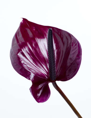 Dark red anthurium against white background. Tropical minimalist backdropの写真素材