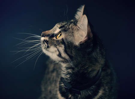 Close Up portrait of beautiful grey cat with brown eyes and long white mustache. Vintage filtered photo.の写真素材