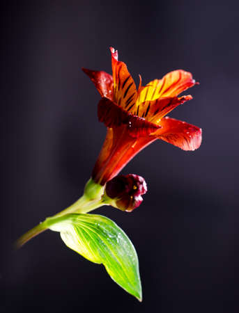 Bright alstroemeria flower on a black background.の写真素材