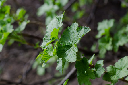 Young green leaves of currant. Garden plants in the spring.の写真素材