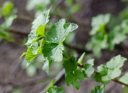 Young green leaves of currant. Garden plants in the spring.の写真素材