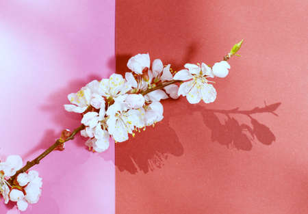 White apricot flowers on a pink background. Annual New Year.の写真素材