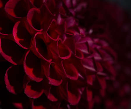Purple dahlias flower over black background. Deep red autumn flower.の写真素材