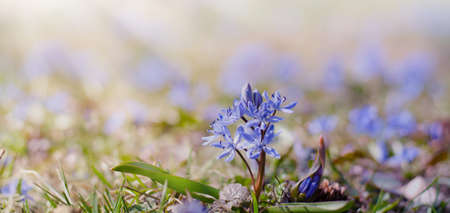 Beautiful blue Scilla Siberica. First spring flowers in the garden.の写真素材