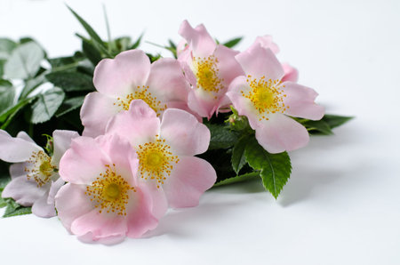 Beautiful doge rose flowers on a white background.