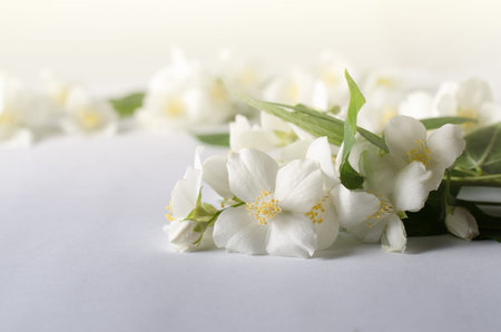 Beautiful doge rose flowers on a white background.の写真素材