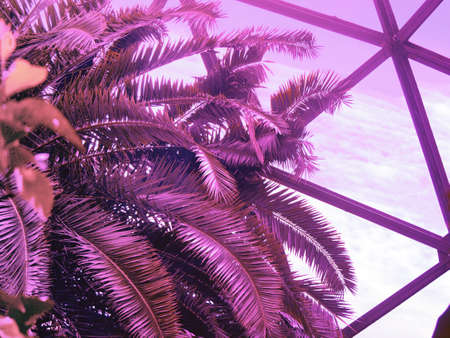 Tropical palm tree against greenhouse glass roof. Photo in vibrant gradient holographic ultraviolet colors. Concept pop art. Natural trendy photoの写真素材