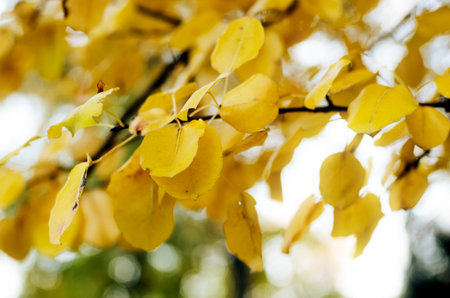 Bright yellow autumn leaves under sunlight. Fall seasonal background