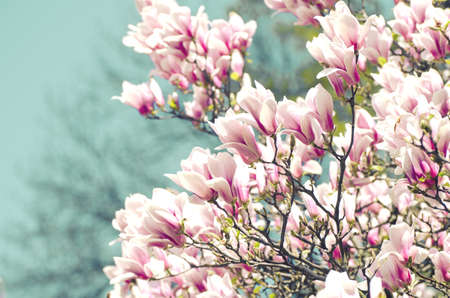 Beautiful magnolia tree blossoms in springtime. Bright magnolia flower against blue sky. Romantic floral backdropの写真素材