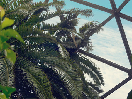 Tropical palm tree against greenhouse glass roof. Natural trendy photo.