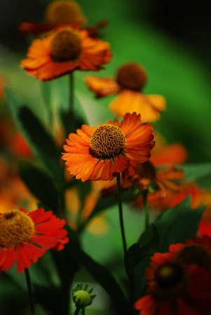 Close up photo of Rudbeckia hirta, yellow flower of orange coneflower.の写真素材