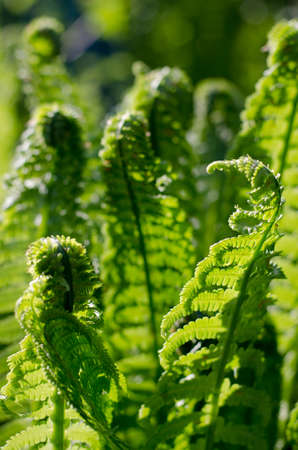 Sprouts of fern. Summer green foliage. Summer seasonal background.の写真素材