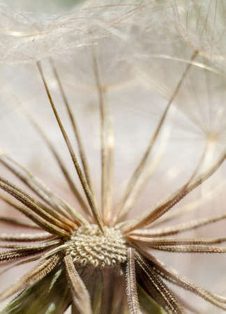 Seeds of damn beard flower, Tragopogon dubius or salsify. Abstract natural background.の写真素材