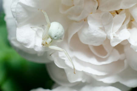 White Goldenrod crab spider mimicking color of rose petals. White spider on the flower.の写真素材