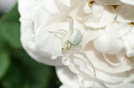 White Goldenrod crab spider mimicking color of rose petals. White spider on the flower.の写真素材