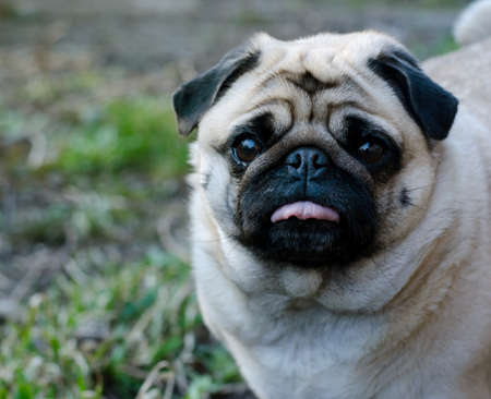 Portrait of cute funny fawn pug dog.の写真素材