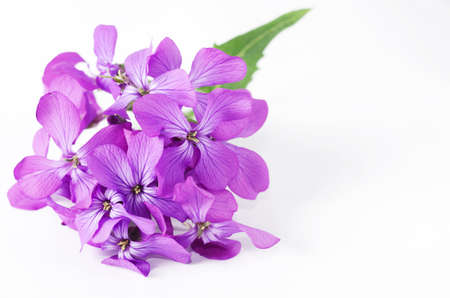 Small purple flower. Spring violet phlox flower against white background. Spring seasonal background.の写真素材