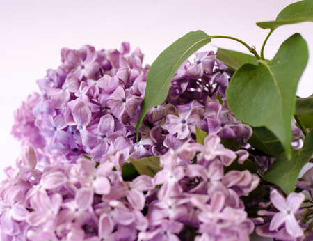 Lilac flowers. Purple spring flowers. Floral backgroundの写真素材