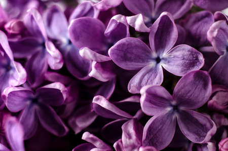 Macro shot of bright violet lilac flowers. Abstract romantic floral background.の写真素材