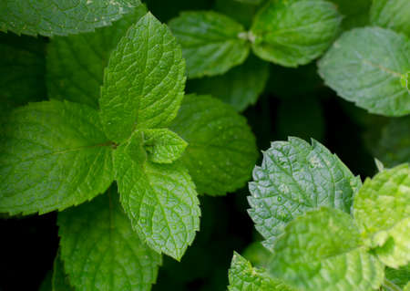 Fresh green peppermint grows in the garden. Peppermint leaves under dew drops. Spring botanical background.の写真素材